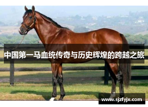 中国第一马血统传奇与历史辉煌的跨越之旅